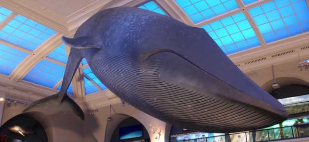 American Museum of Natural History